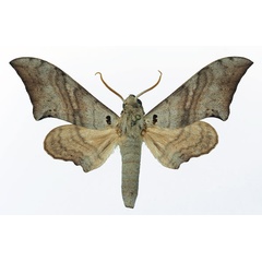 /filer/webapps/moths/media/images/F/falcatus_Falcatula_AM_Basquin_02.jpg