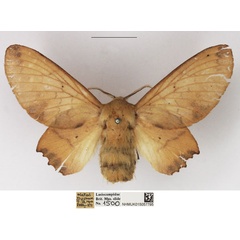 /filer/webapps/moths/media/images/D/dannfelti_Opisthodontia_AF_NHMUK.jpg
