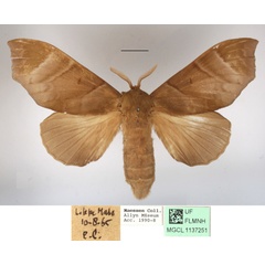 /filer/webapps/moths/media/images/A/angulata_Gonobombyx_AF_MGCLa_02.jpg