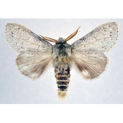 /filer/webapps/moths/media/images/A/apateloides_Deinarcha_AM_NHMO.jpg