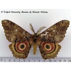 /filer/webapps/moths/media/images/T/thiryi_Gynanisa_AM_OUMNH_01.jpg