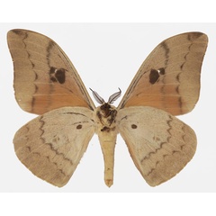 /filer/webapps/moths/media/images/I/irius_Pseudobunaea_AM_Basquinb.jpg