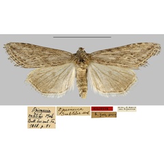 /filer/webapps/moths/media/images/S/subtilis_Epimecia_HT_MNHN.jpg
