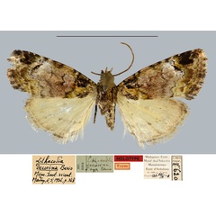 /filer/webapps/moths/media/images/D/decorina_Lithacodia_HT_MNHN.jpg