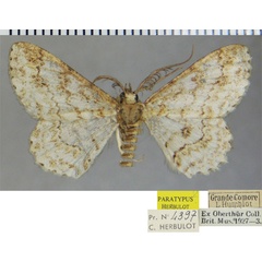 /filer/webapps/moths/media/images/A/angustivalvis_Neocleora_PTM_ZSM.jpg