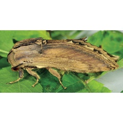 /filer/webapps/moths/media/images/S/subfascia_Pachyna_AM_Ihle_01.jpg