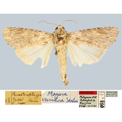 /filer/webapps/moths/media/images/V/viettei_Parastenopterygia_HT_MNHN.jpg