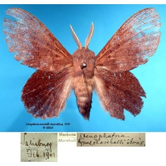 /filer/webapps/moths/media/images/M/marshalli_Stenophatna_HT_SNHMa.jpg