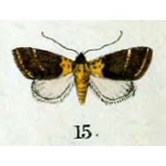 /filer/webapps/moths/media/images/F/flavonigra_Rivula_HT_Swinhoe_47_15.jpg