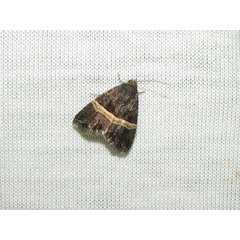 /filer/webapps/moths/media/images/O/ozarba_abscissa_1.jpg