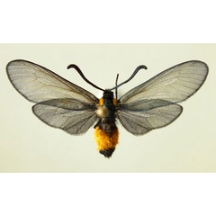 /filer/webapps/moths/media/images/A/abessynica_Epiorna_AF_Klir.jpg