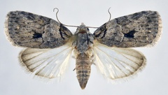 /usr/local/www/sites/moths/media/images/V/virgulana_Pardasena_AF_NHMO.jpg