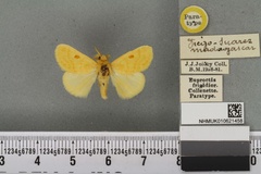 Euproctis frigidior