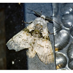 /filer/webapps/moths/media/images/S/senex_Thiacidas_A_Roland_01.jpg