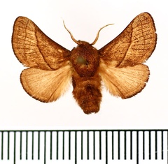 /filer/webapps/moths/media/images/S/syrtis_Omocena_AM_BMNH_01.jpg