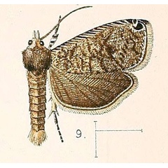 /filer/webapps/moths/media/images/A/apicipunctana_Syricoris_ST_Walsingham_1891_3-9.jpg