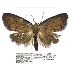 /filer/webapps/moths/media/images/C/carbonisata_Spatulosia_HT_ANHRT.jpg