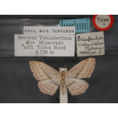 /filer/webapps/moths/media/images/N/nebulata_Scopula_HT_RMCA_01.jpg