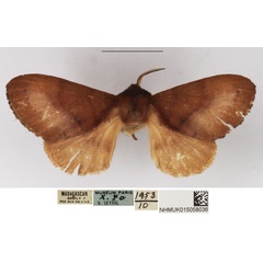 /filer/webapps/moths/media/images/F/fulgurita_Lerodes_AF_NHMUK.jpg