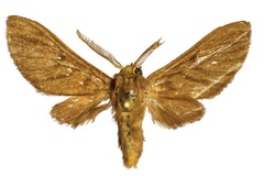Anapisa holobrunnea