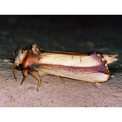/filer/webapps/moths/media/images/O/ornata_Rigema_A_Roland_01_uf2EpZj.jpg