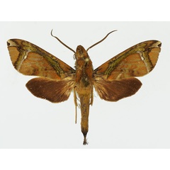 /filer/webapps/moths/media/images/M/marcida_Antinephele_AM_Basquin_02.jpg