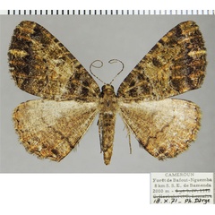 /filer/webapps/moths/media/images/S/sima_Xylopteryx_AF_ZSM.jpg