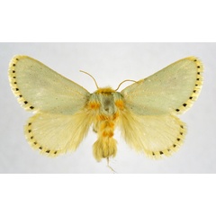 /filer/webapps/moths/media/images/F/fulvicorpus_Parasa_AF_NHMO.jpg