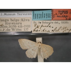 /filer/webapps/moths/media/images/H/heidra_Scopula_HT_RMCA.jpg