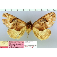 /filer/webapps/moths/media/images/S/signata_Eutricholoba_HT_NMB.jpg