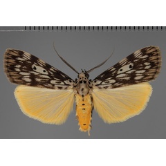 /filer/webapps/moths/media/images/M/meridionalis_Digama_AM_Fiebig.jpg