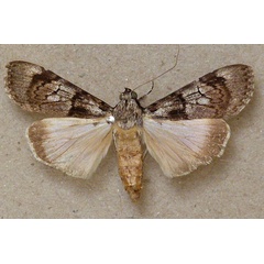 /filer/webapps/moths/media/images/T/tegulata_Audea_A_Butler.jpg