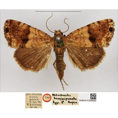 /filer/webapps/moths/media/images/T/terminipuncta_Metachrostis_HT_NHMUK.jpg