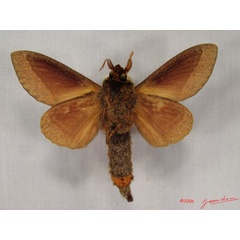 /filer/webapps/moths/media/images/C/crestalina_Pachytrina_AM_Albertb_01.jpg