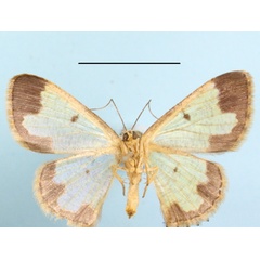 /filer/webapps/moths/media/images/M/metrioscaphes_Zamarada_AF_MGCLb_02.JPG