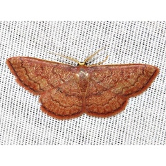 /filer/webapps/moths/media/images/P/perstrigulata_Epicosymbia_A_Braun.jpg