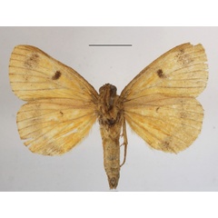 /filer/webapps/moths/media/images/B/bacchans_Dasychira_A_MGCLb_02.JPG