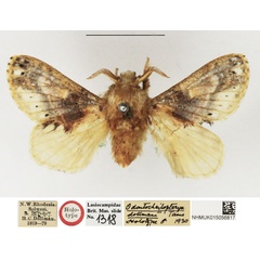 /filer/webapps/moths/media/images/D/dollmani_Odontocheilopteryx_HT_NHMUK.jpg