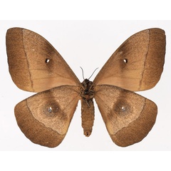 /filer/webapps/moths/media/images/H/hecate_Gonimbrasia_AF_Basquinb.jpg
