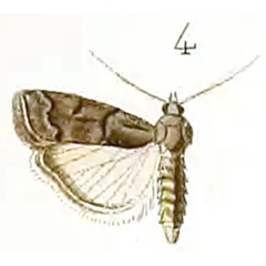 /filer/webapps/moths/media/images/E/emussitatella_Nephopteryx_HT_Ragonot_14-4.jpg
