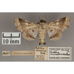 /filer/webapps/moths/media/images/A/amatrix_Eutelia_HT_OUMNH_02.jpg