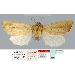 /filer/webapps/moths/media/images/E/enanouae_Sesamia_HT_MNHN.jpg