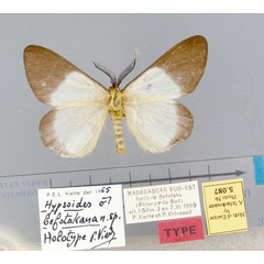 /filer/webapps/moths/media/images/B/befotakana-Hypsoides-5087-HT-Madagascar.jpg