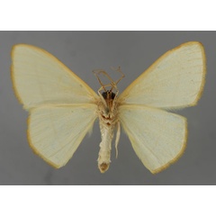 /filer/webapps/moths/media/images/R/rectisecta_Scopula_A_ZSM_02.jpg