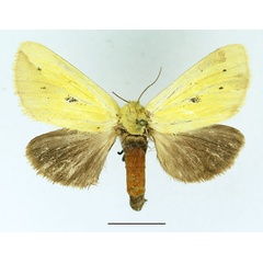 /filer/webapps/moths/media/images/S/spurcata_Antheua_AF_Basquin_02.jpg