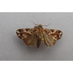 /filer/webapps/moths/media/images/M/maillardi_Callopistria_A_Baron.jpg