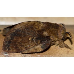/filer/webapps/moths/media/images/B/barbarae_Pseudometa_PTM_Prozorov_02.jpg