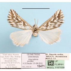 /filer/webapps/moths/media/images/A/arcualis_Argyrophora_A_MGCLa_01.jpg