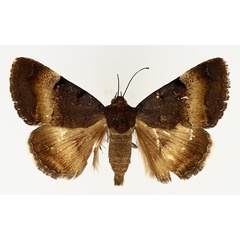 /filer/webapps/moths/media/images/M/molybdopasta_Plecopterodes_AM_TMSA_01.jpg