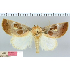 /filer/webapps/moths/media/images/R/roseitincta_Westermannia_HT_NMB.jpg